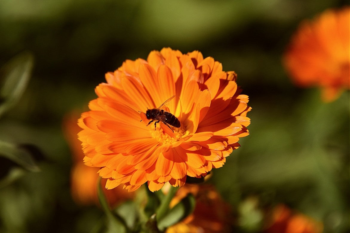 Baume à Lèvres au Calendula – Douceur et Protection Naturelle
